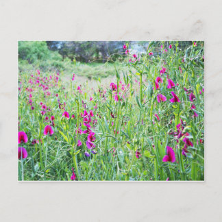 Spring Sweet Peas Postcard