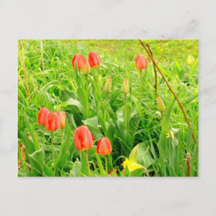 Spring Time 3 Postcard