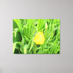 Spring Time 5 Canvas Print