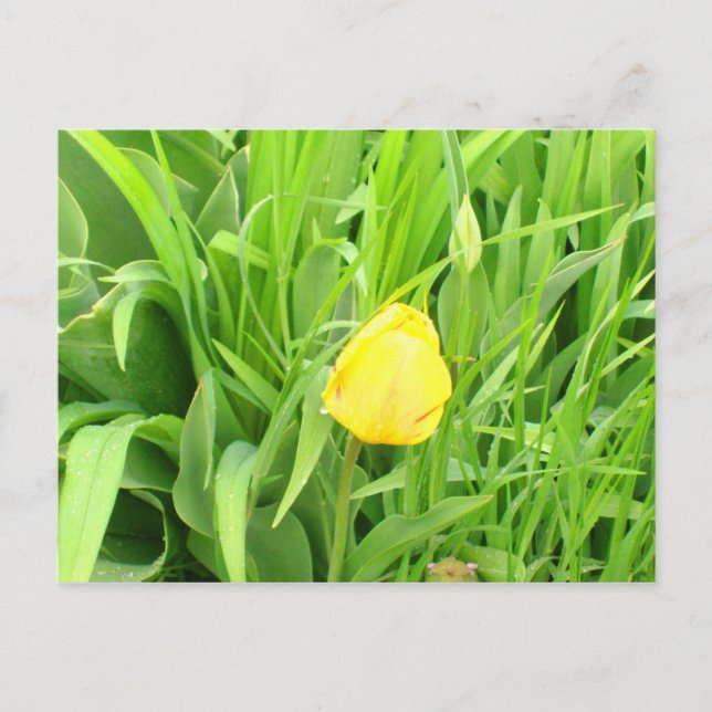 Spring Time 5 Postcard (Front)