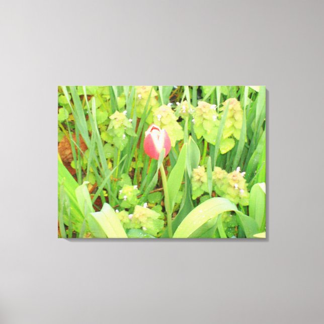 Spring Time 6 Canvas Print (Front)