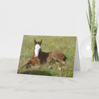 Spring time foal card