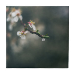 Spring time. Macro water dew Tile
