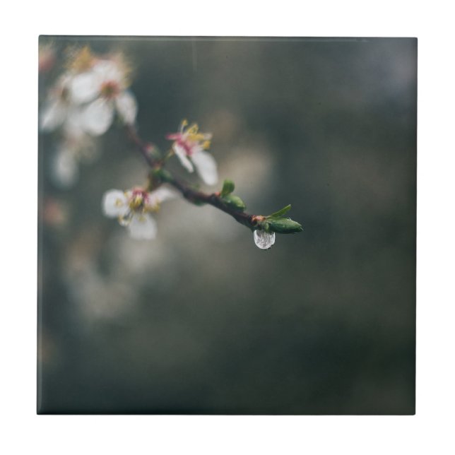 Spring time. Macro water dew Tile (Front)