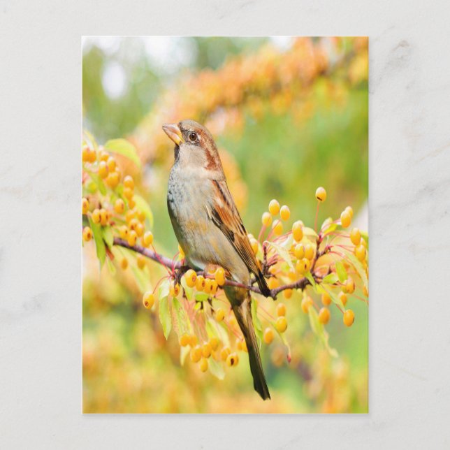 Spring Time Sparrow Postcard (Front)