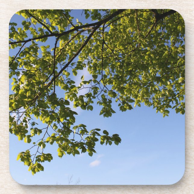 spring time, tree against blue sky coaster (Front)