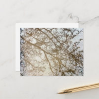 Spring Tree Reflections Bike Path Puddle Canada