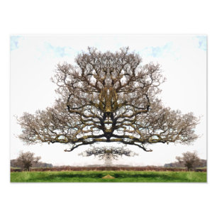 SPRING TREES PHOTO PRINT