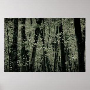 Spring Trees Poster