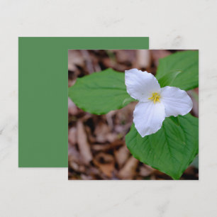 Spring Trillium Color Unedited Photography  Card