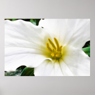 Spring Trillium, print