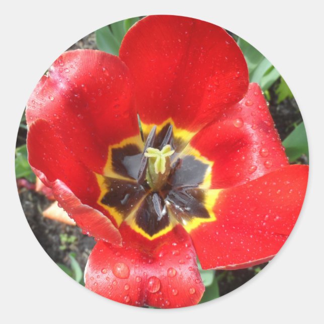 Spring Tulip Classic Round Sticker (Front)