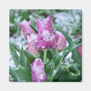 Spring Tulip Magnet