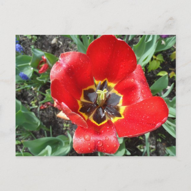 Spring Tulip Postcard (Front)