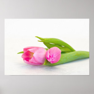 Spring Tulip Poster