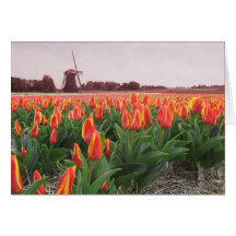 Spring Tulip Time Flower Field and Windmill