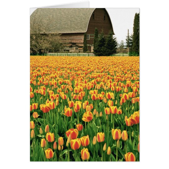 Spring tulips bloom in front of old barn. card