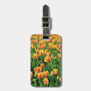 Spring tulips bloom in front of old barn. luggage tag