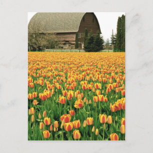 Spring tulips bloom in front of old barn. postcard