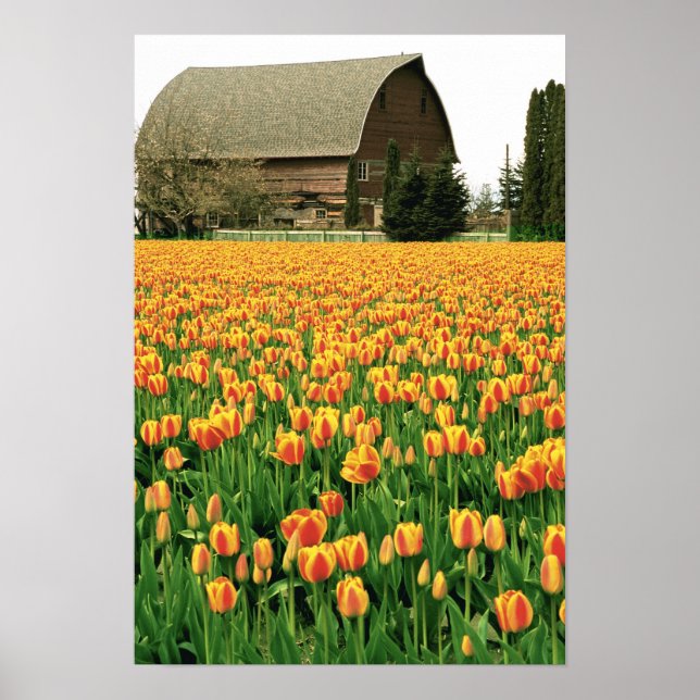 Spring tulips bloom in front of old barn. poster (Front)