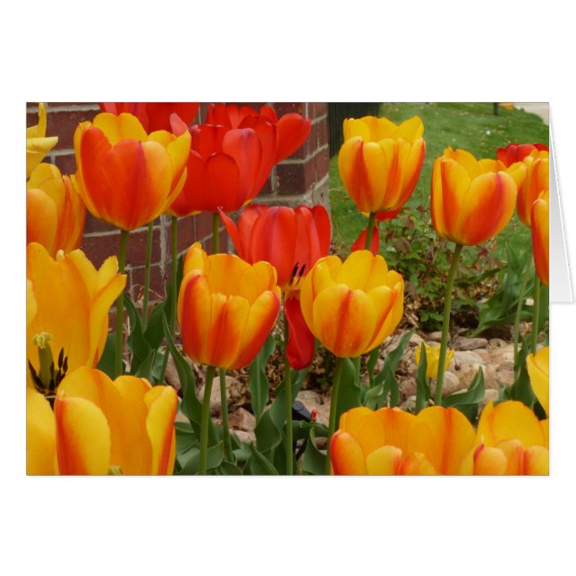 Spring Tulips Card (Front Horizontal)