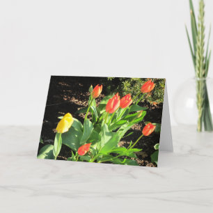 Spring Tulips Card