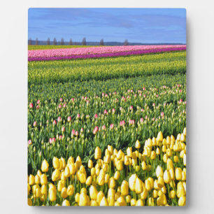 Spring tulips field plaque