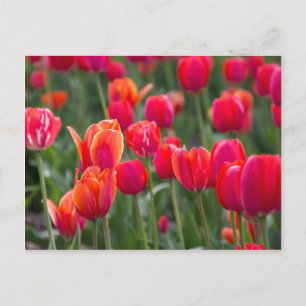 Spring tulips in Edmonton Postcard