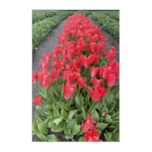 Spring Tulips in the PNW Acrylic Art