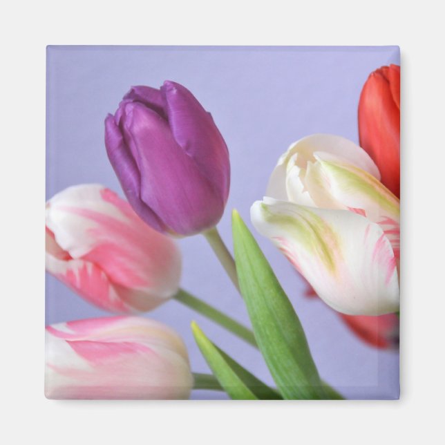 Spring Tulips Magnet (Front)