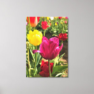 Spring Tulips, Oregon Canvas Print