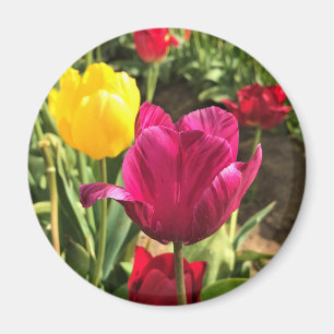 Spring Tulips, Oregon Magnet