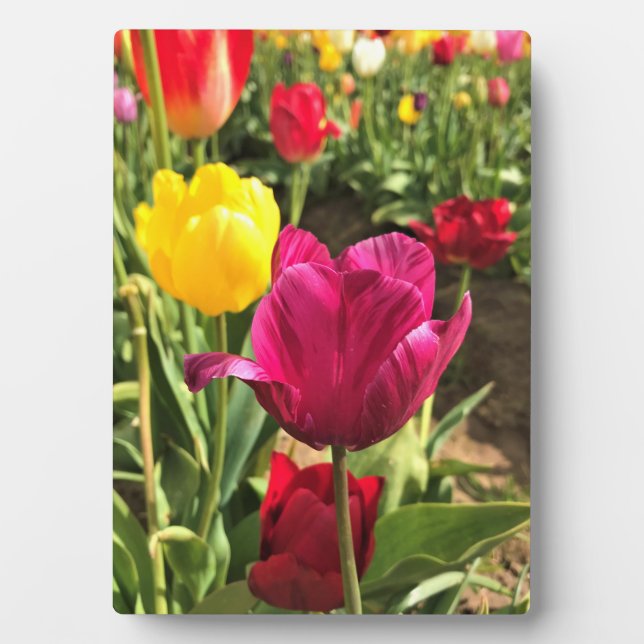 Spring Tulips, Oregon Plaque (Front)