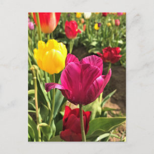 Spring Tulips, Oregon Postcard