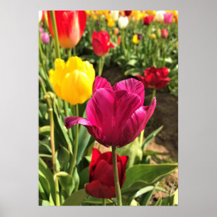 Spring Tulips, Oregon Poster