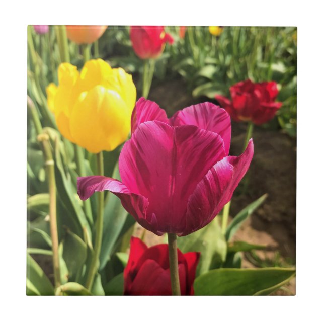 Spring Tulips, Oregon Tile (Front)