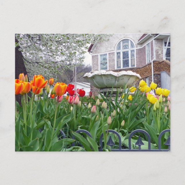 Spring Tulips Postcard (Front)