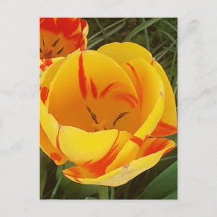 Spring Tulips Postcard