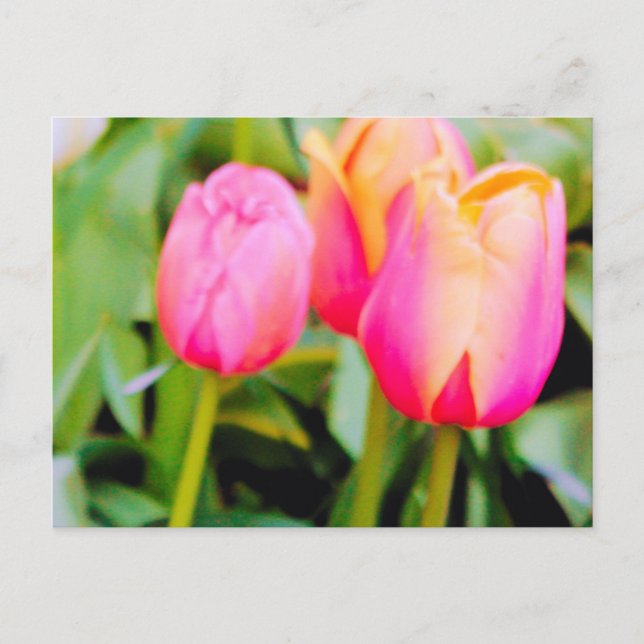 SPRING TULIPS POSTCARD (Front)