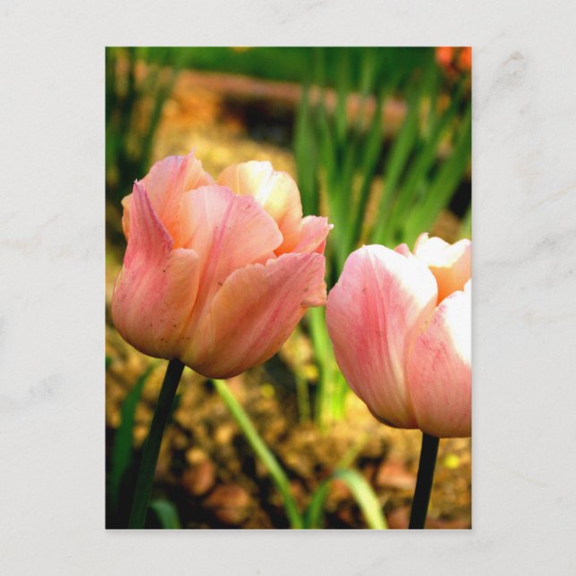 Spring Tulips Postcard (Front)