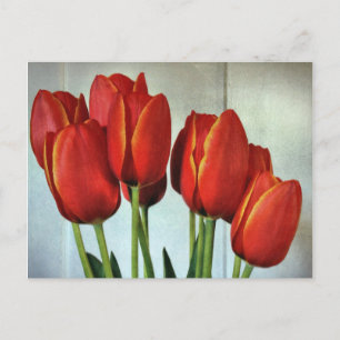 Spring Tulips Postcard