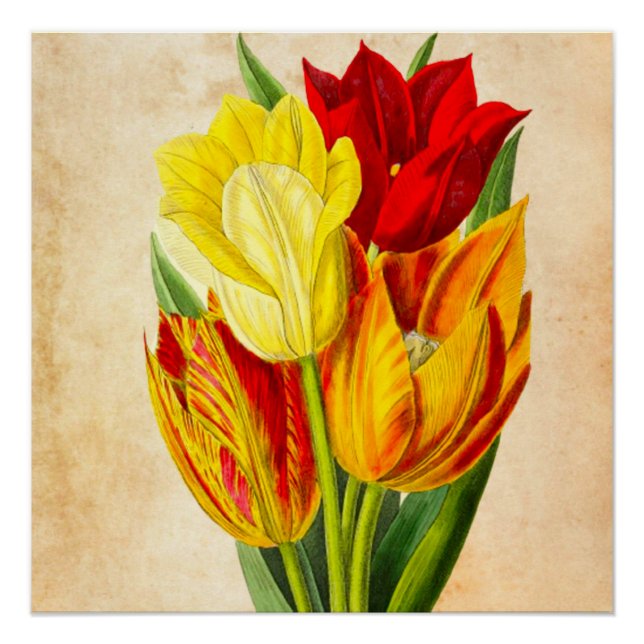 Spring Tulips Poster (Front)