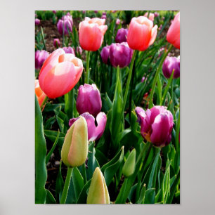 Spring Tulips Poster