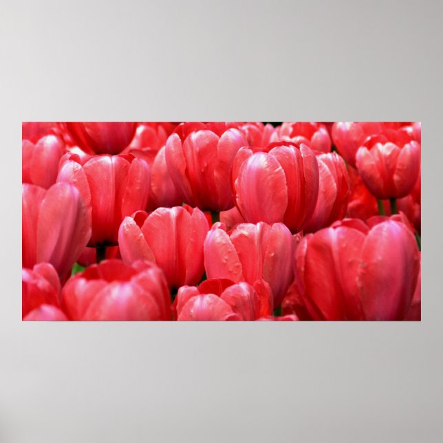 Spring Tulips Poster (Front)