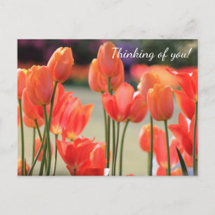 Spring Tulips 'Thinking of you!' Postcard
