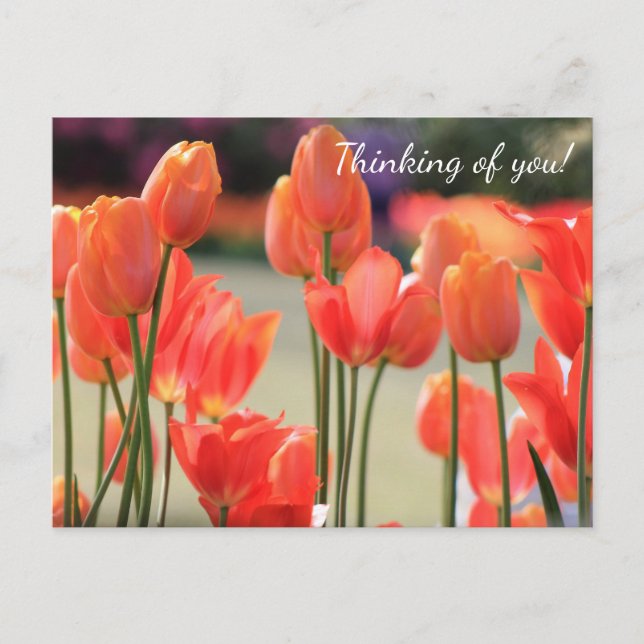 Spring Tulips 'Thinking of you!' Postcard (Front)