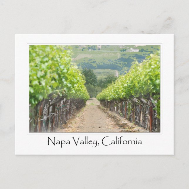Spring Vineyard in Napa Valley California Postcard (Front)