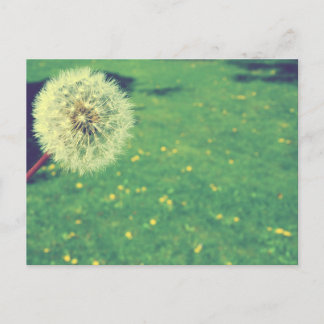Spring Vintage Wishes Photography Postcard