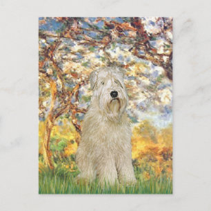 Spring - Wheaten Terrier 7 Postcard