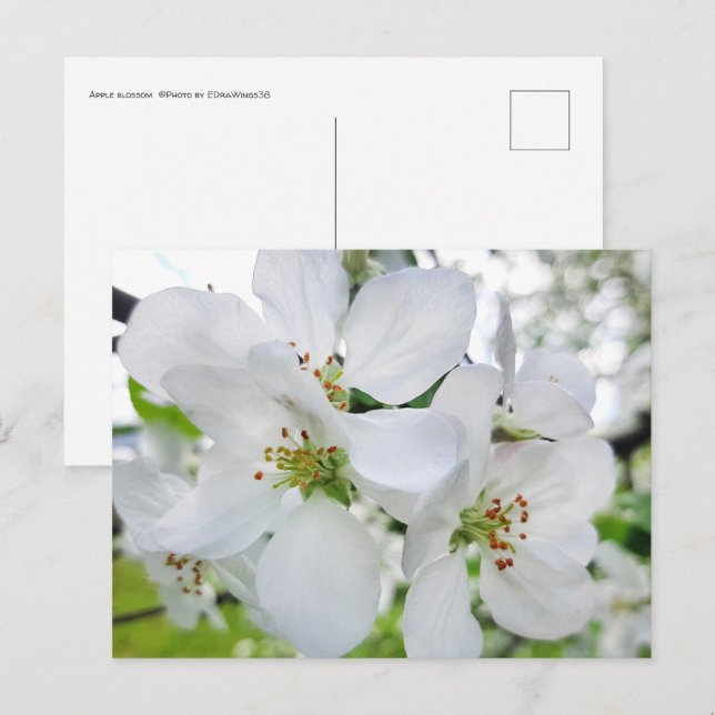 Spring White Apple Blossom Nature Photography Postcard (Front/Back)